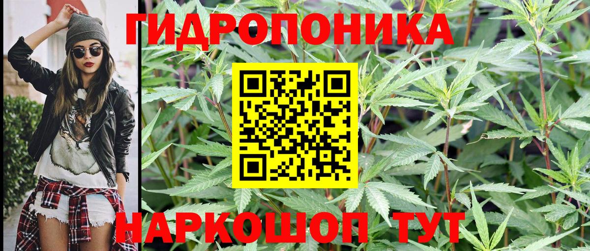 Каннабис сатива  Бошки марихуана Bruce Banner  Ахтубинск  Марихуана Amnesia 